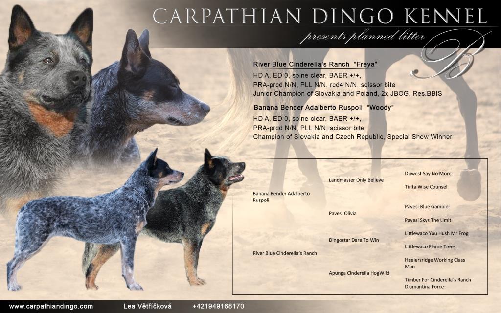 landmaster australian cattle dogs