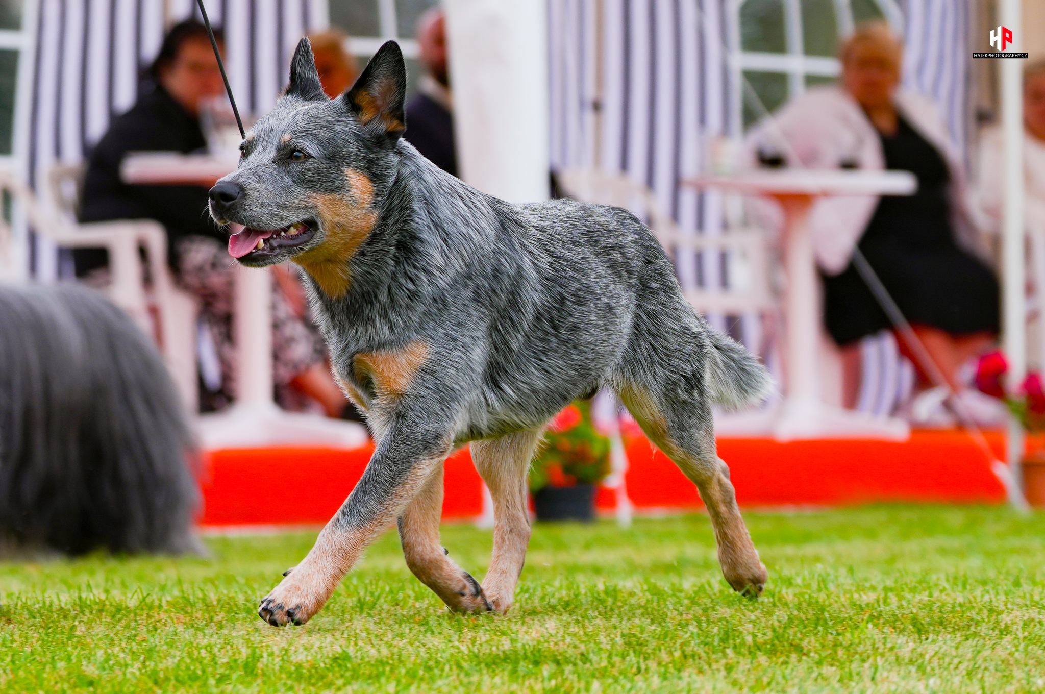 SPECIAL MOVEMENT 8 25 BIG2