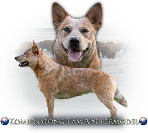 kombinalong-supermodel2.png